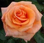 unknow artist Pink Orange Rose